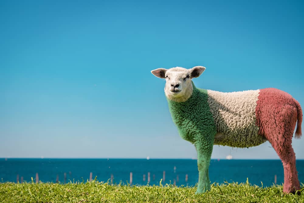 Man sieht ein Schaf, das Richtung Kamera schaut. Das Fell ist gefärbt, wie die Flagge von Italien